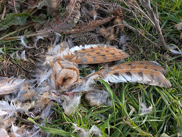 Effraie des clochers  - Oliver Drescher