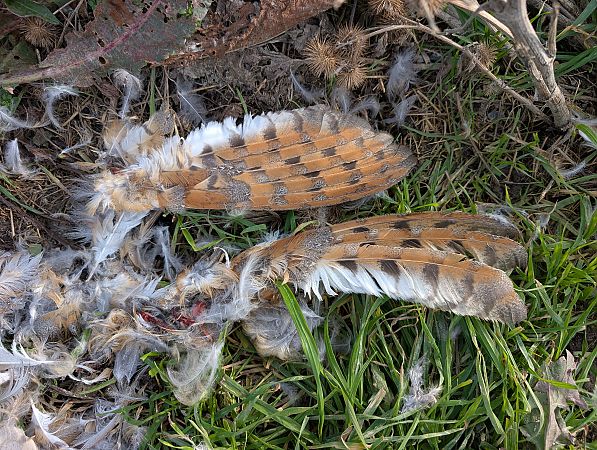 Effraie des clochers  - Oliver Drescher