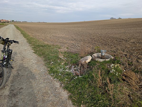 Effraie des clochers  - Oliver Drescher