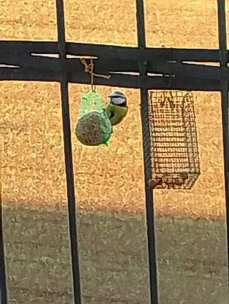 Cinciarella  - Gabriele Papale