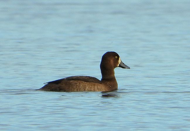 Moretta grigia  - Matteo Faggi