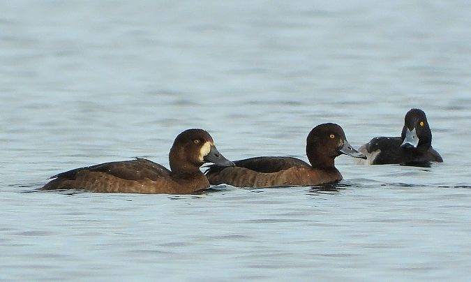 Moretta grigia  - Matteo Faggi