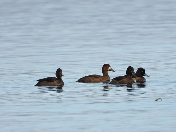 Moretta grigia  - Matteo Faggi