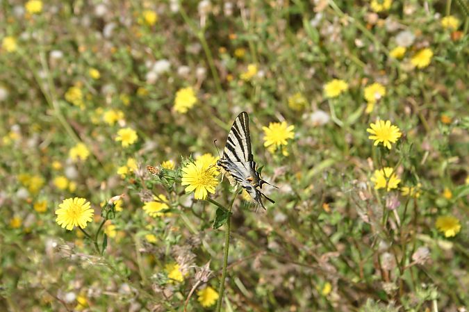 Iphiclides feisthamelii  - Maialen Mendigutxia
