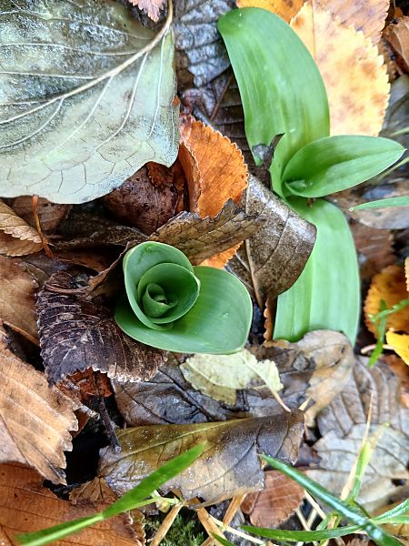Orchis purpurea  - Alain Falvard