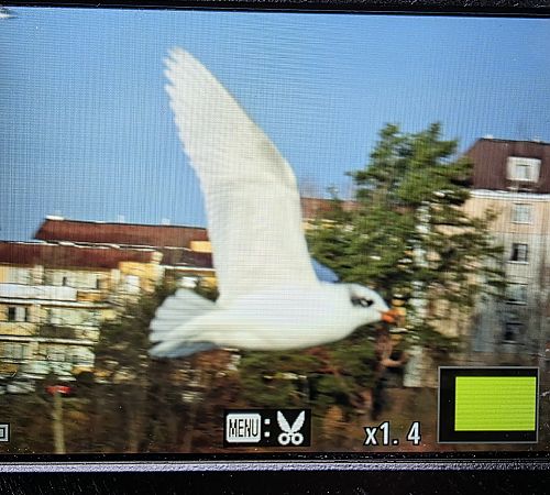 mewa czarnogłowa  - Robert Locman