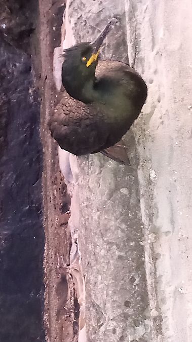 Marangone dal ciuffo  - Alessandro Marega