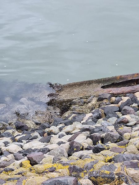 Meerstrandläufer  - Kaja Kamp