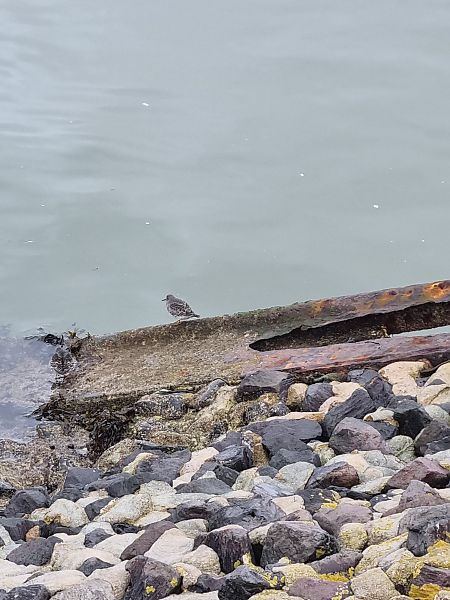 Meerstrandläufer  - Kaja Kamp