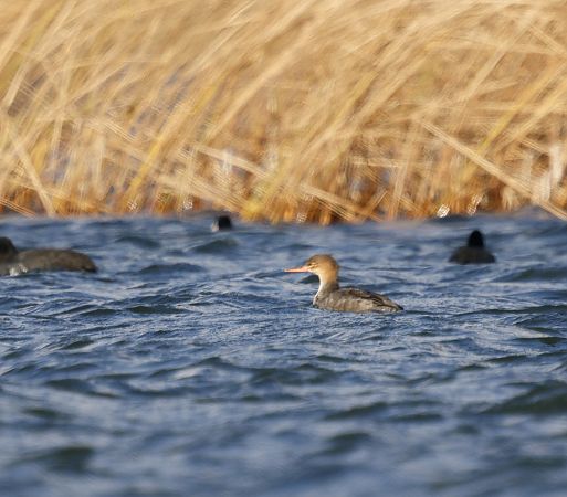 szlachar  - Katarzyna Szałas