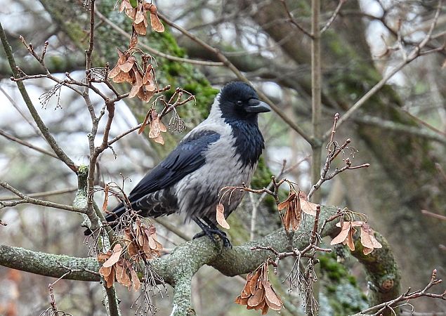 czarnowron x wrona siwa  - Kacper Mikulski