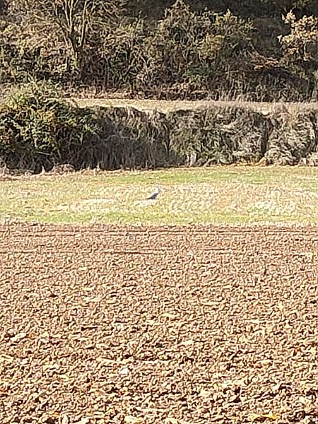 Bernat pescaire  - Isabel Casas Navarrete