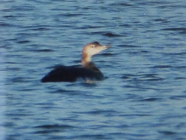 lodowiec  - Szymon Kaczmarek