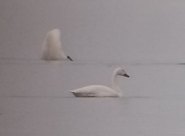 Zwergschwan  - Daniel Doer