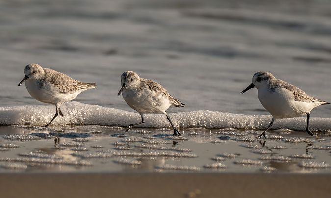 Piovanello tridattilo  - Mauro Fenati