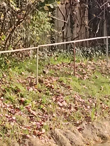 Gallinella d'acqua  - Tiziano Fiorenza (FVG)