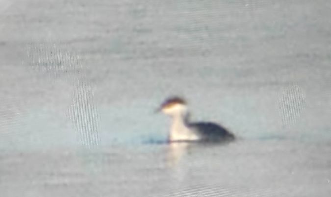 perkoz rogaty  - Szymon Kaczmarek