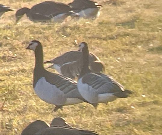 bernikla białolica  - Monika Turczyńska