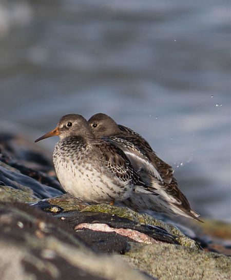 Meerstrandläufer  - Gabriele Klassen