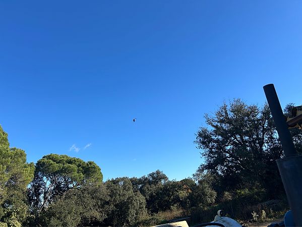 Bernat pescaire  - Oriol Marés