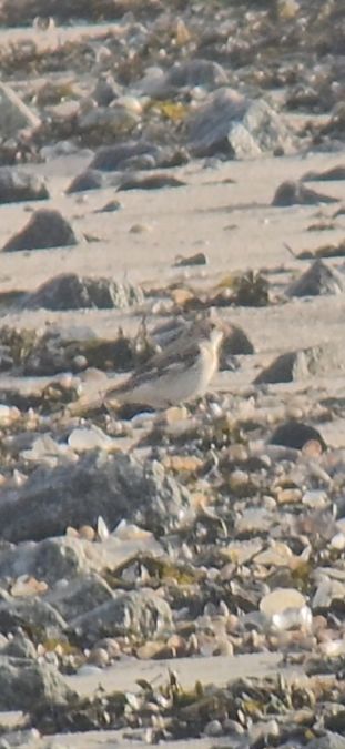 Schneeammer  - Christoph Behnen