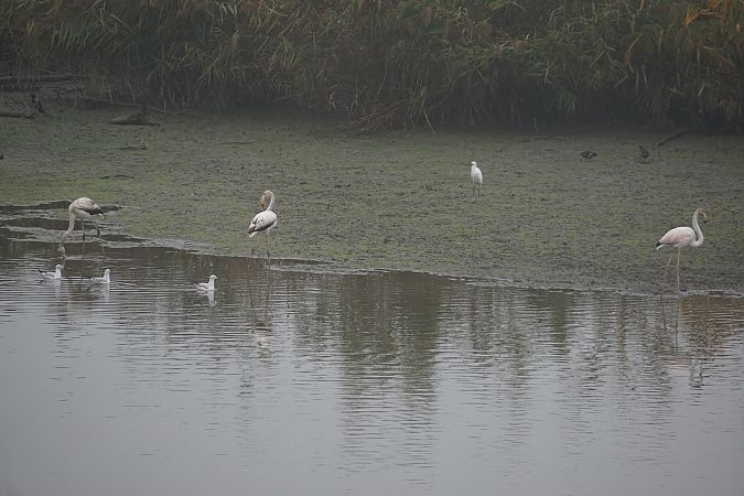 Fenicottero  - Lorenza Venturini