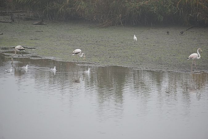 Fenicottero  - Lorenza Venturini