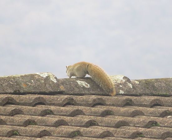 Scoiattolo di Pallas  - Monica Carabella