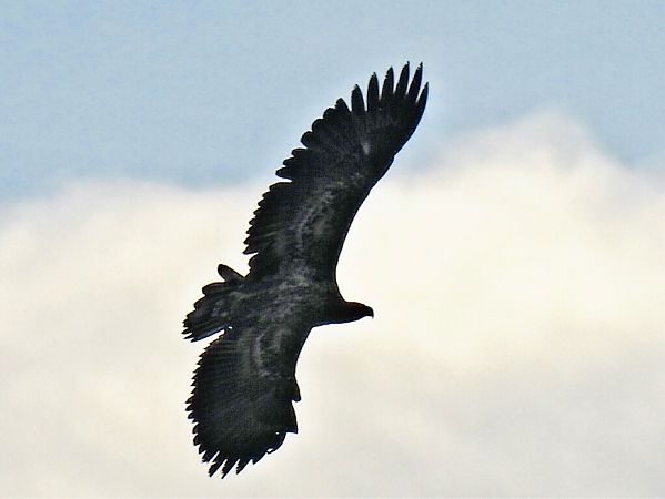 Seeadler  - Karoline Petersen-Poggensee