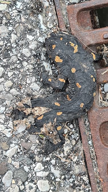 Salamandra pezzata  - Fabrizio Florit (FVG)