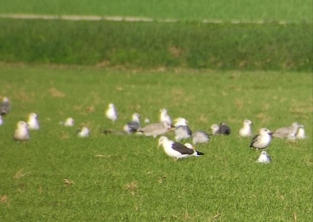 Zafferano  - Lorenza Venturini