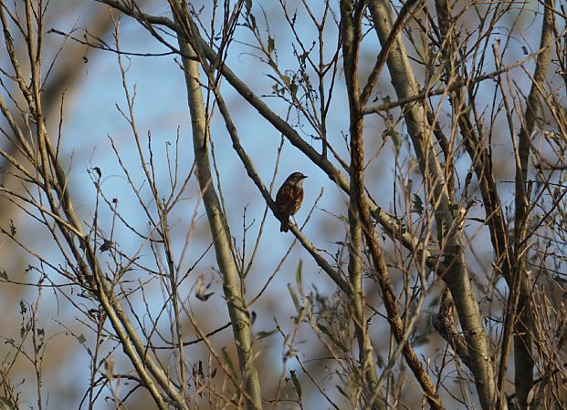 Passera scopaiola  - Lorenza Venturini