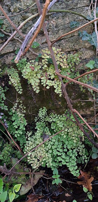 Pteridophyta sp.  - Michele Cento