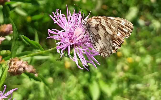 Melanargia galathea  - Monica Artale