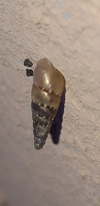 Papillifera papillaris  - Michele Cento