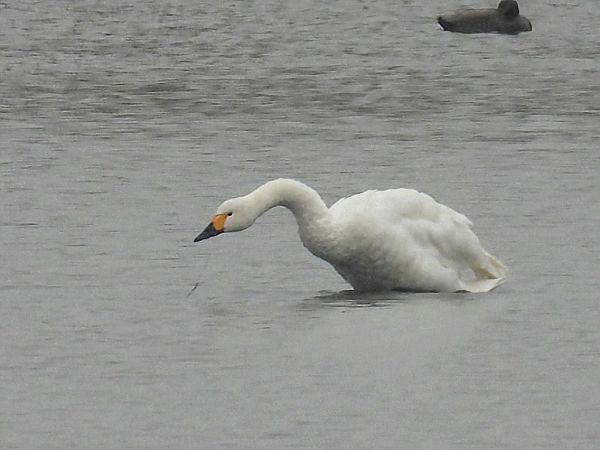 łabędź czarnodzioby  - Kacper Mikulski