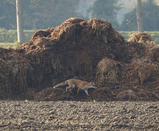 Volpe  - Lorenza Venturini