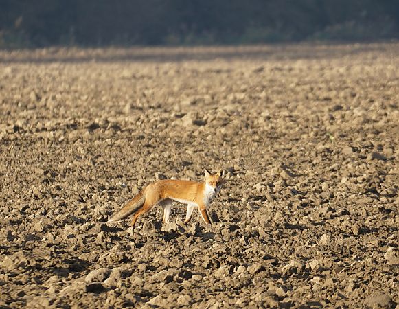 Volpe  - Lorenza Venturini