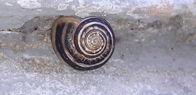 Eobania vermiculata  - Michele Cento