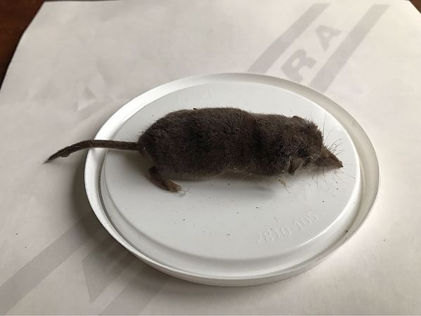 Crocidura minore  - Carlo Ciani