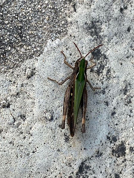 Omocestus rufipes  - Maria Rita Gelso