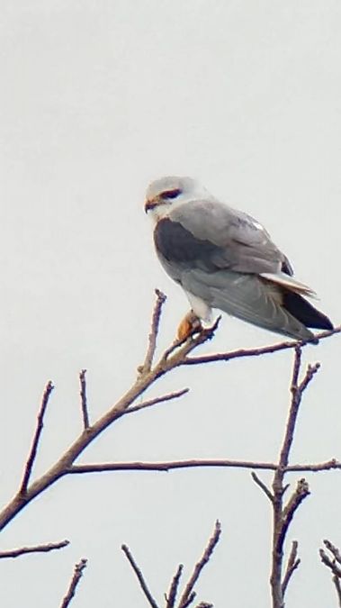 Élanion blanc  - Katharina Traxler