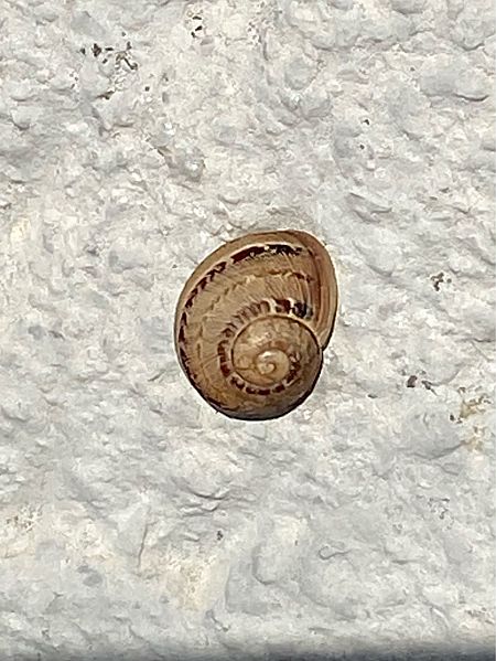 Escargot petit-gris  - Maria Rita Gelso