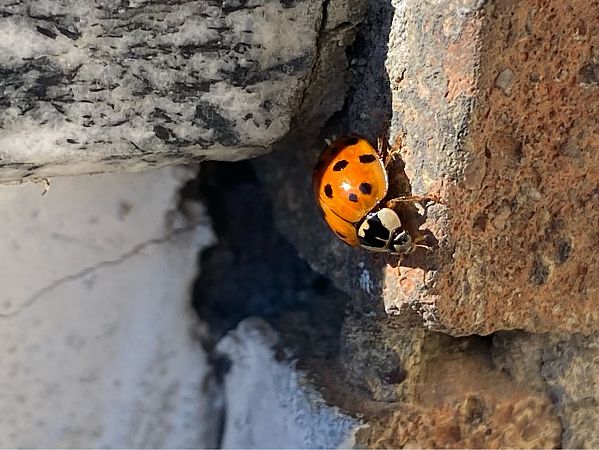 Harmonia axyridis  - Maria Rita Gelso