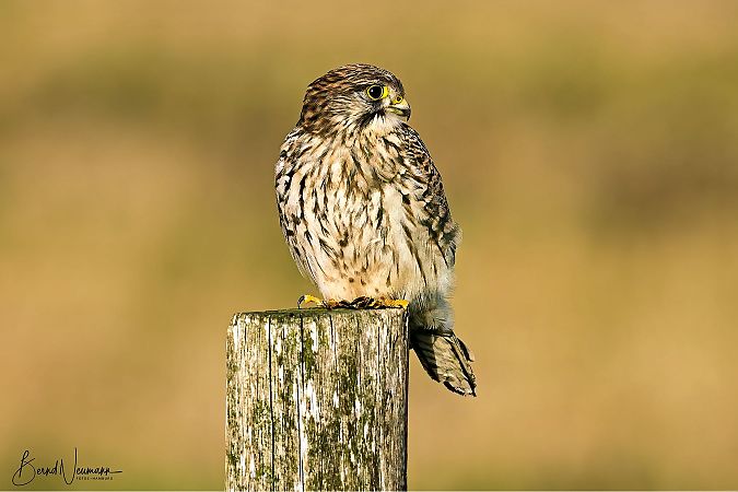 Merlin  - Bernd Neumann