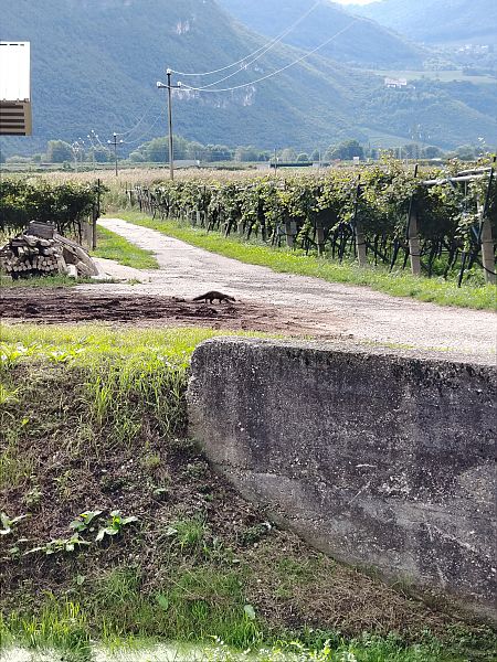 Martora / Faina  - Alice Funk