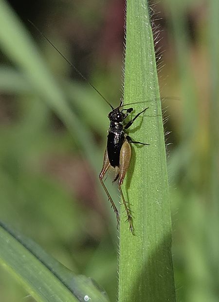 Trigonidium cicindeloides  - Alberto Manganaro