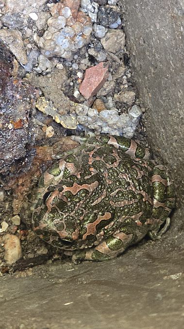 Rospo smeraldino (tutte le specie)  - Michael Bergamo