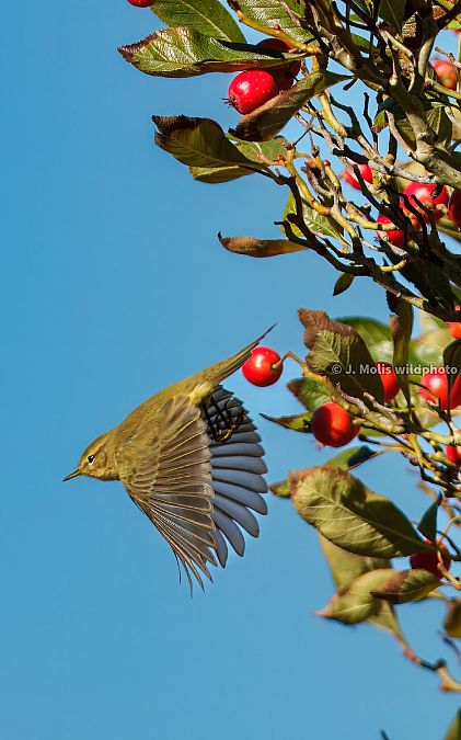 Mosquiter comú  - Jose Molis