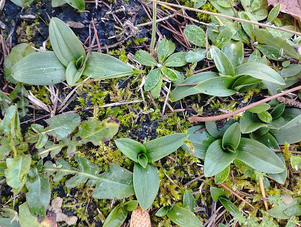 Ophrys exaltata subsp. marzuola  - Gérard Joseph
